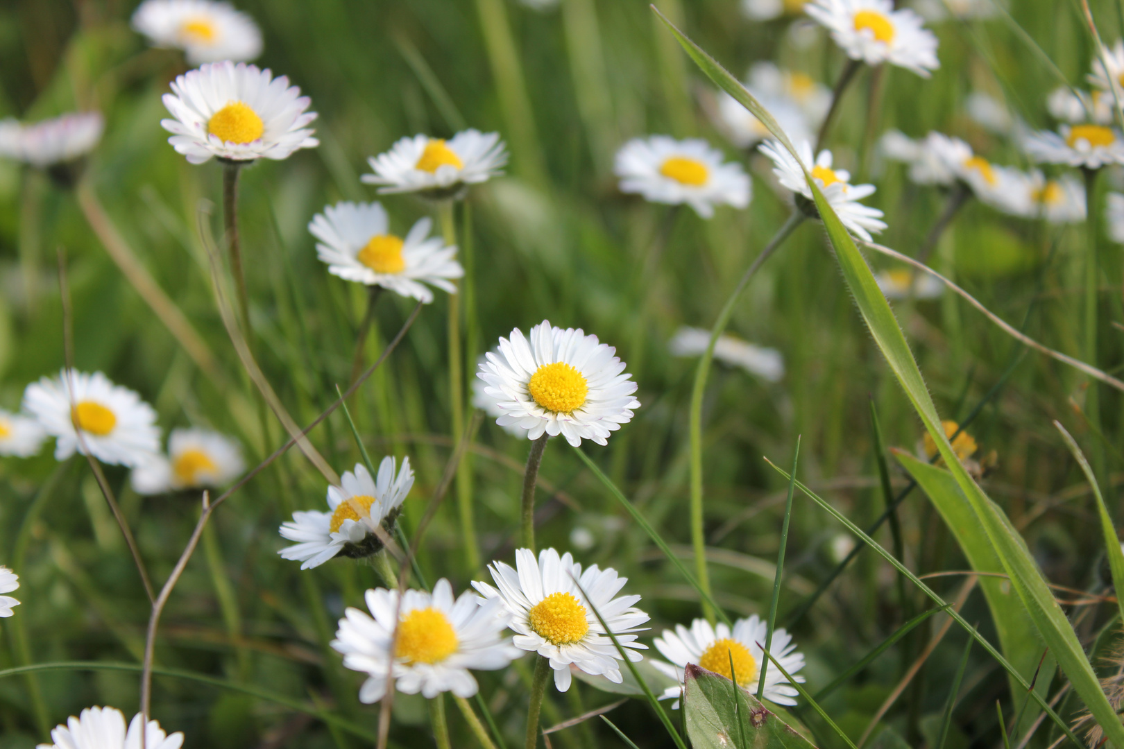 Gänseblümchen (Bellis perennis) II