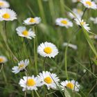 Gänseblümchen (Bellis perennis) II