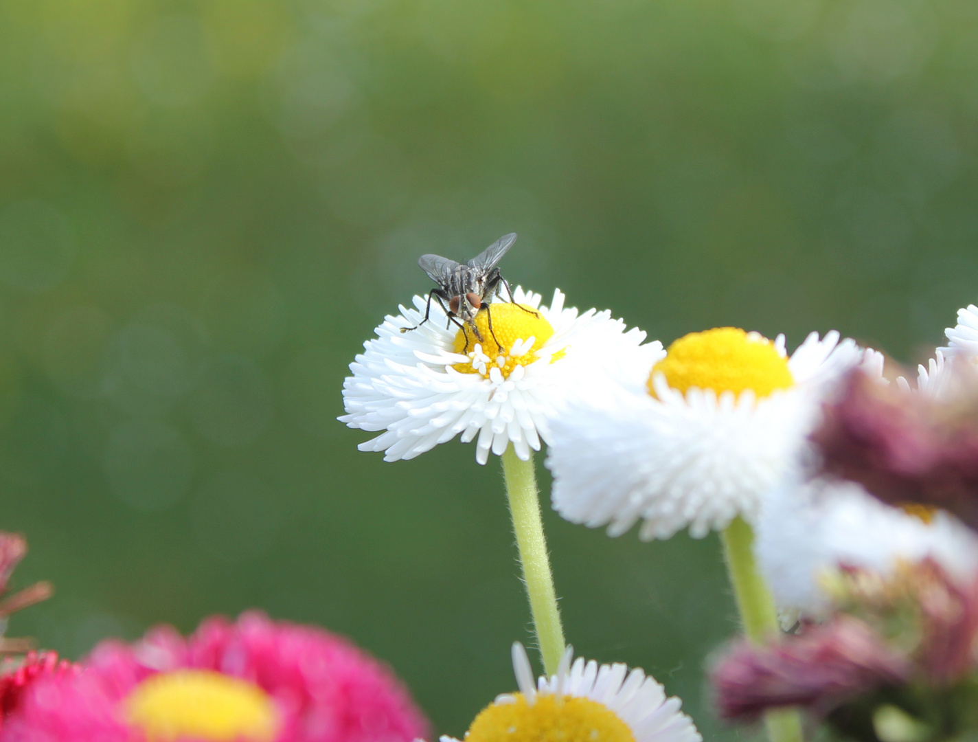 Gänseblümchen (Bellis perennis) III