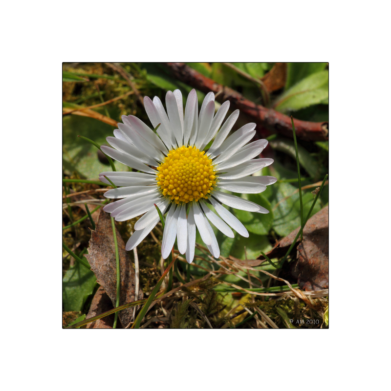 Gänseblümchen (Bellis perennis L.)