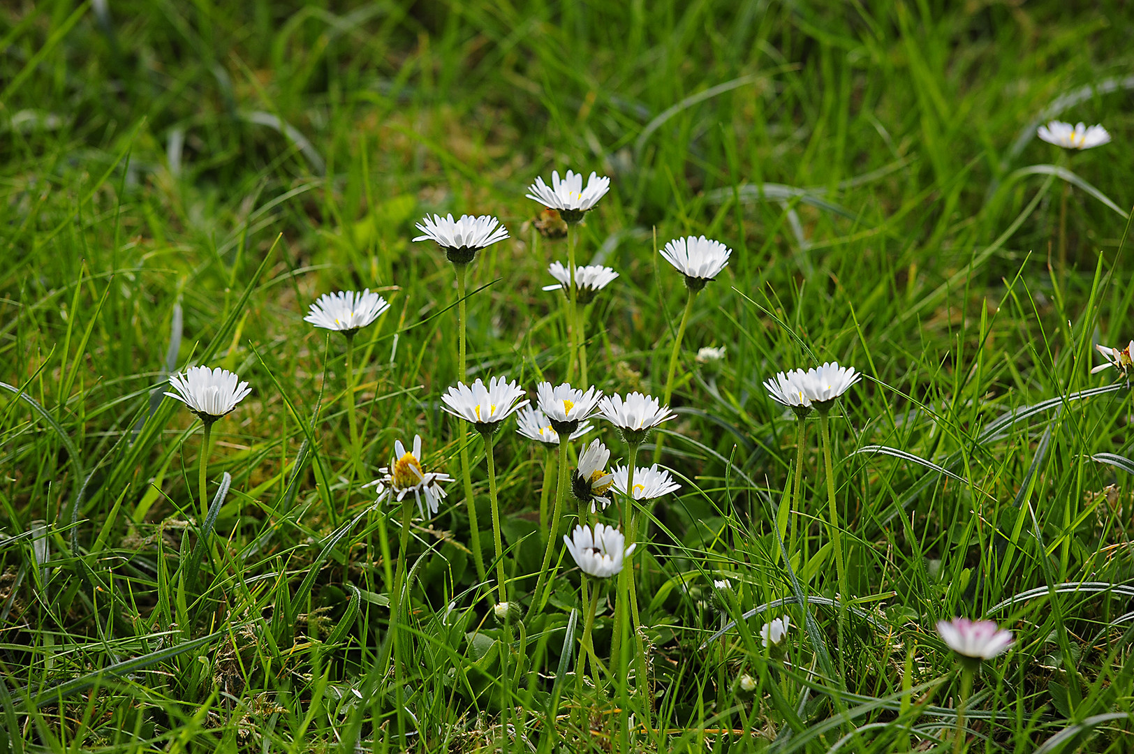 Gänseblümchen (Bellis perennis) recken sich der Sonne entgegen.