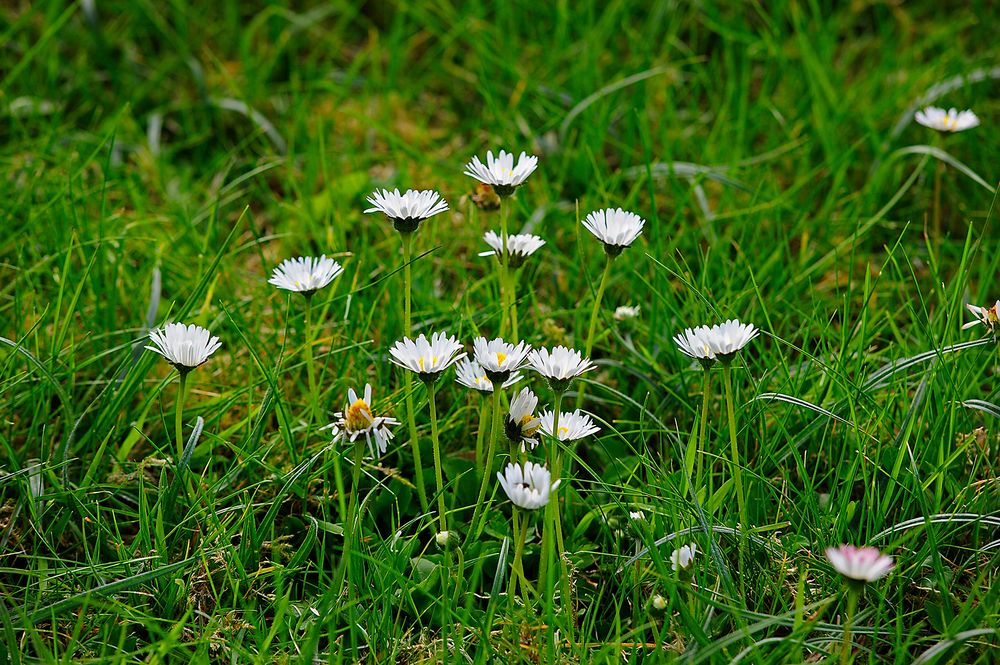 Gänseblümchen (Bellis perennis) recken sich der Sonne entgegen.