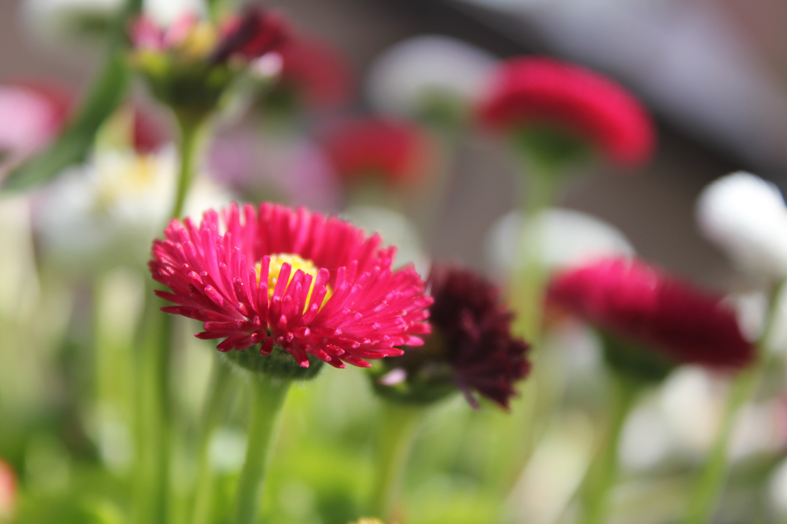 Gänseblümchen (Bellis perennis), Rob Roy Foto & Bild | pflanzen, pilze