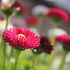 Gänseblümchen (Bellis perennis), Rob Roy