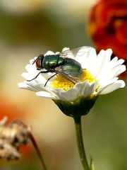 Gänseblümchen-Beschlagnahmung