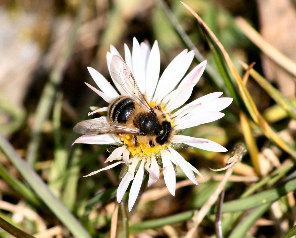 Gänseblümchen-Besuch