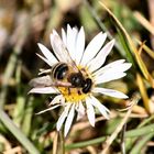 Gänseblümchen-Besuch