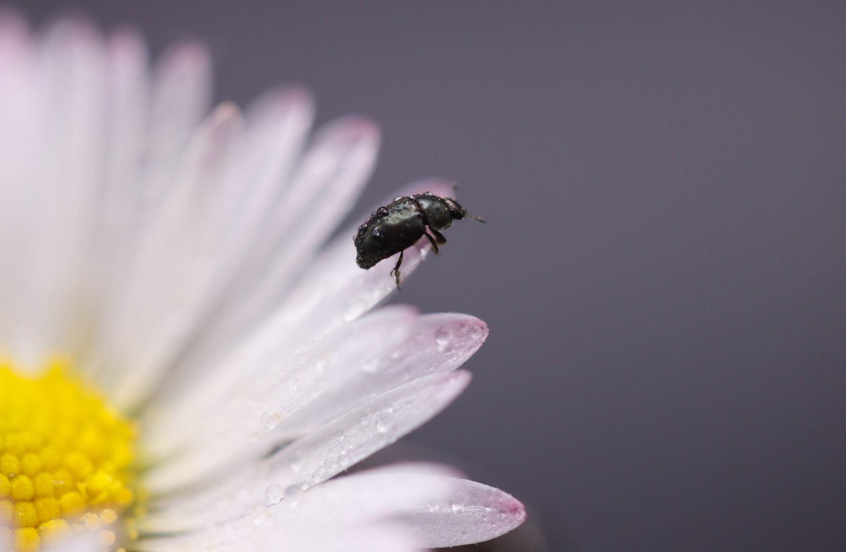                 Gänseblümchen Besuch