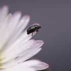                 Gänseblümchen Besuch