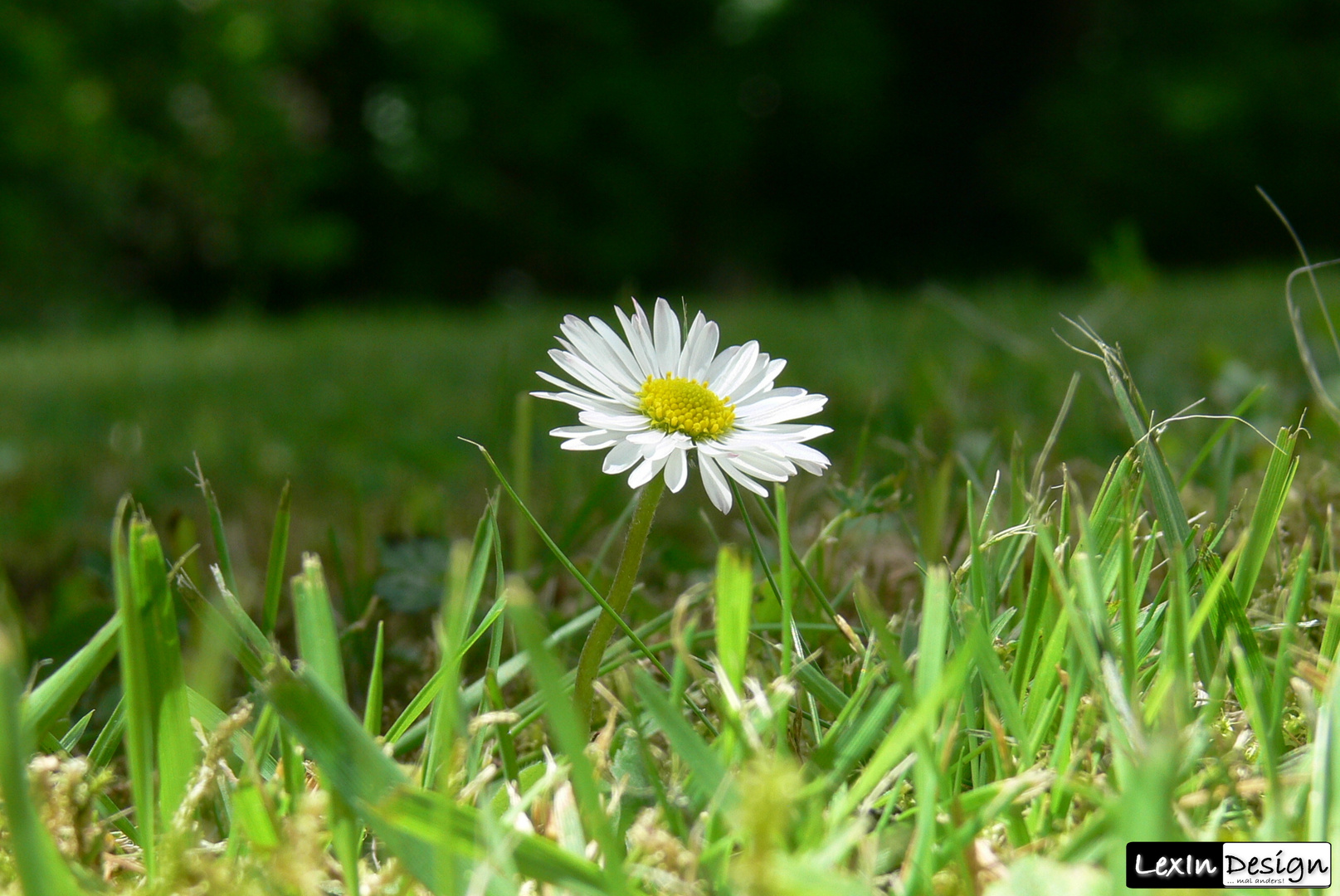 Gänseblümchen