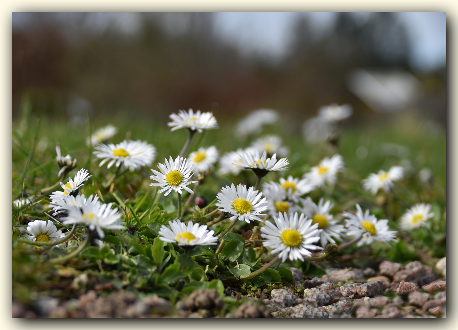 * Gänseblümchen *