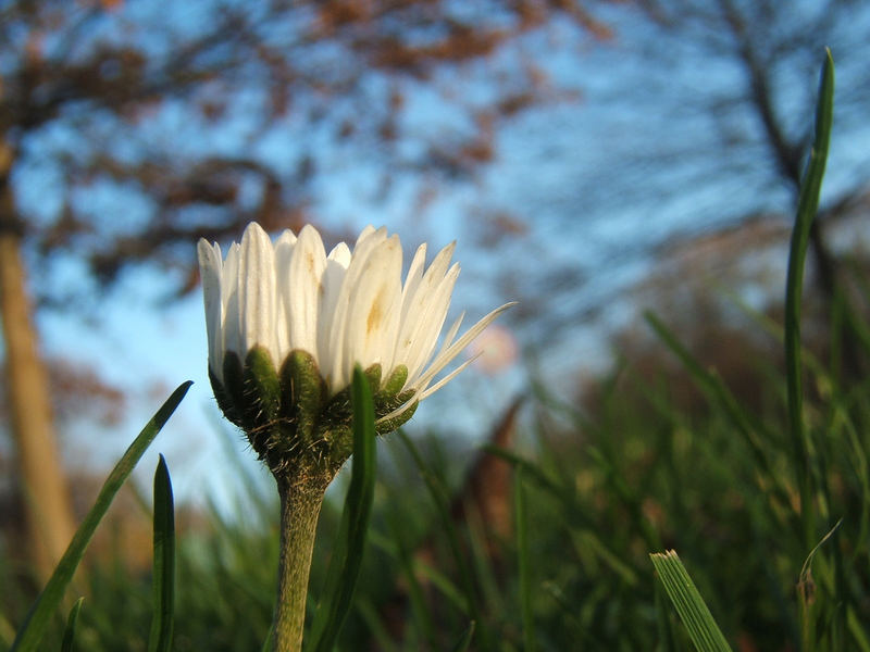 Gänseblümchen