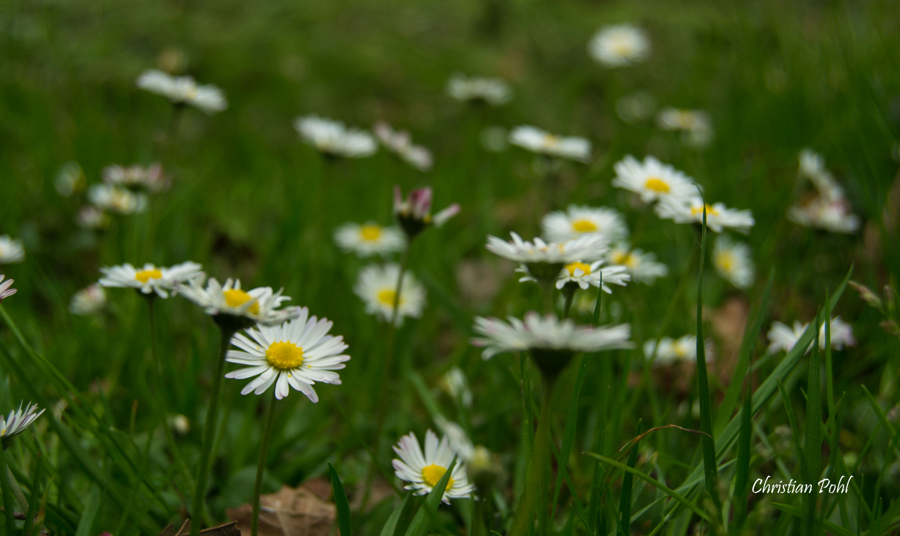 Gänseblümchen