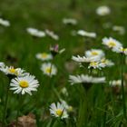 Gänseblümchen