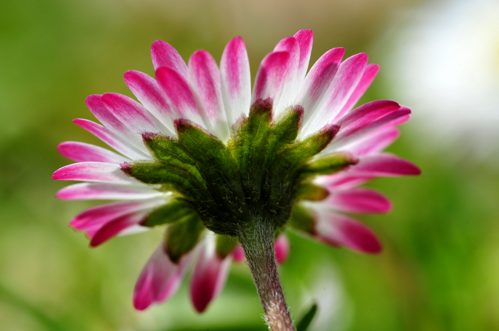 Gänseblümchen