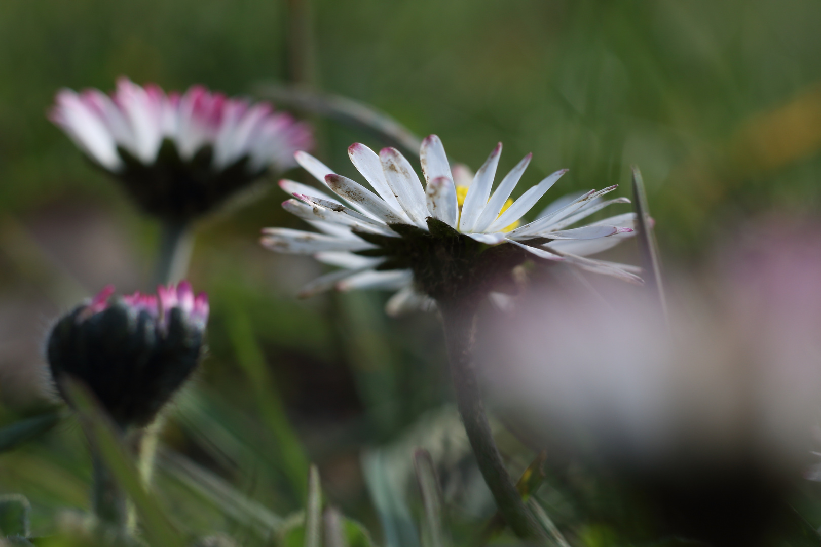 Gänseblümchen