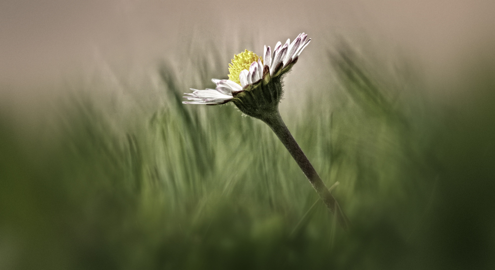 Gänseblümchen