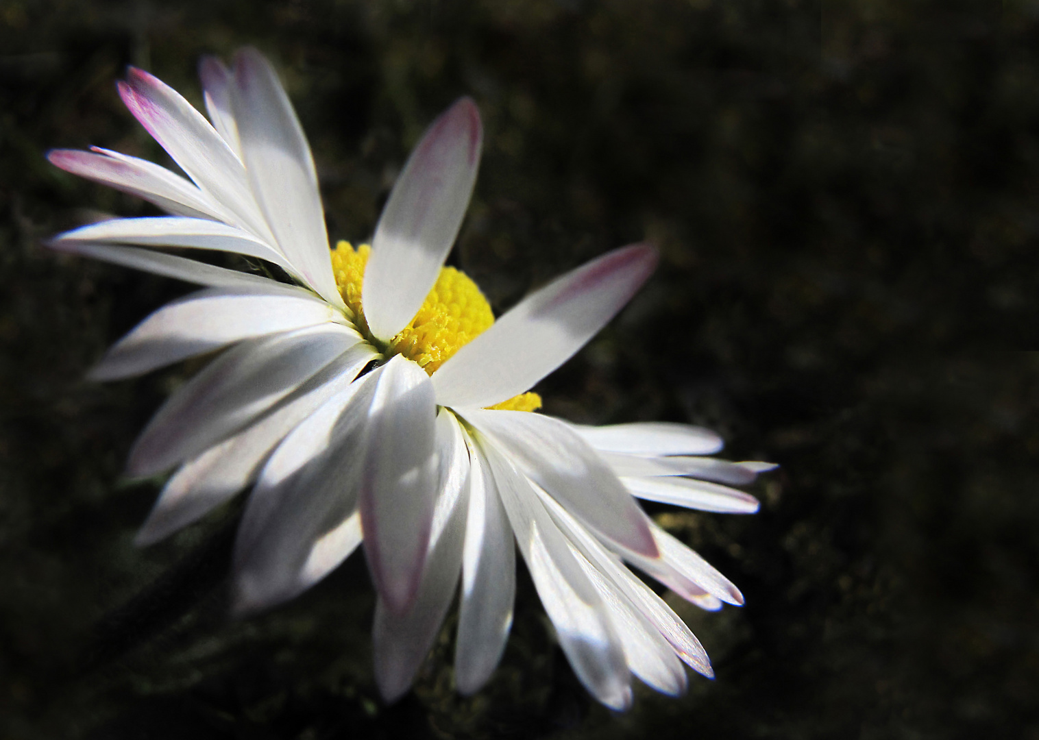 Gänseblümchen