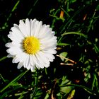 Gänseblümchen blühen auch schon .