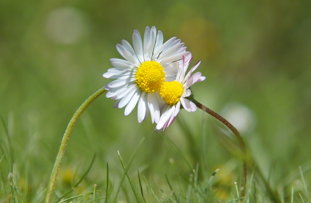 Gänseblümchen - BUSSI 