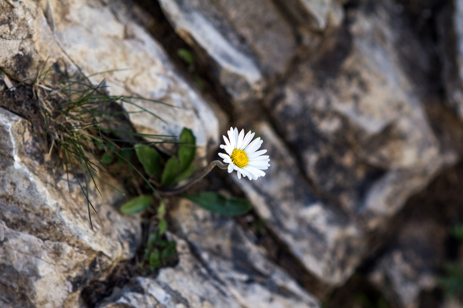 [gänseblümchen]