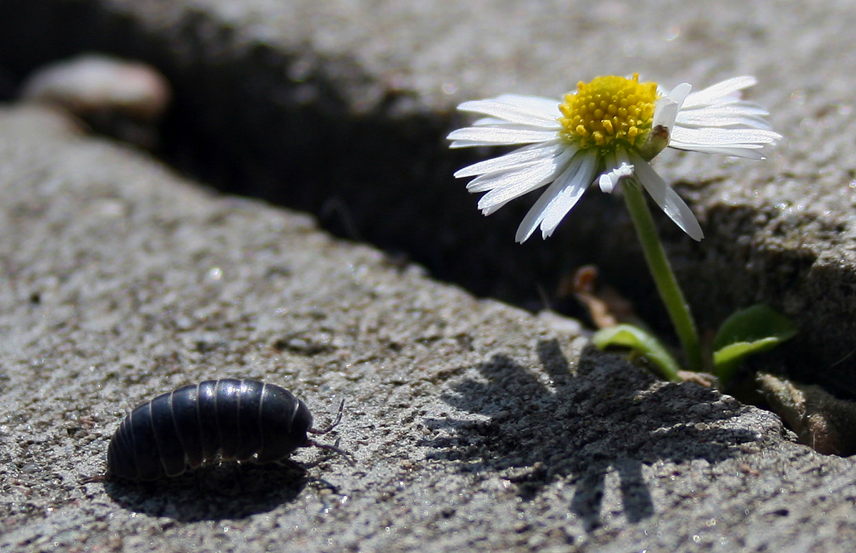 Gänseblümchen