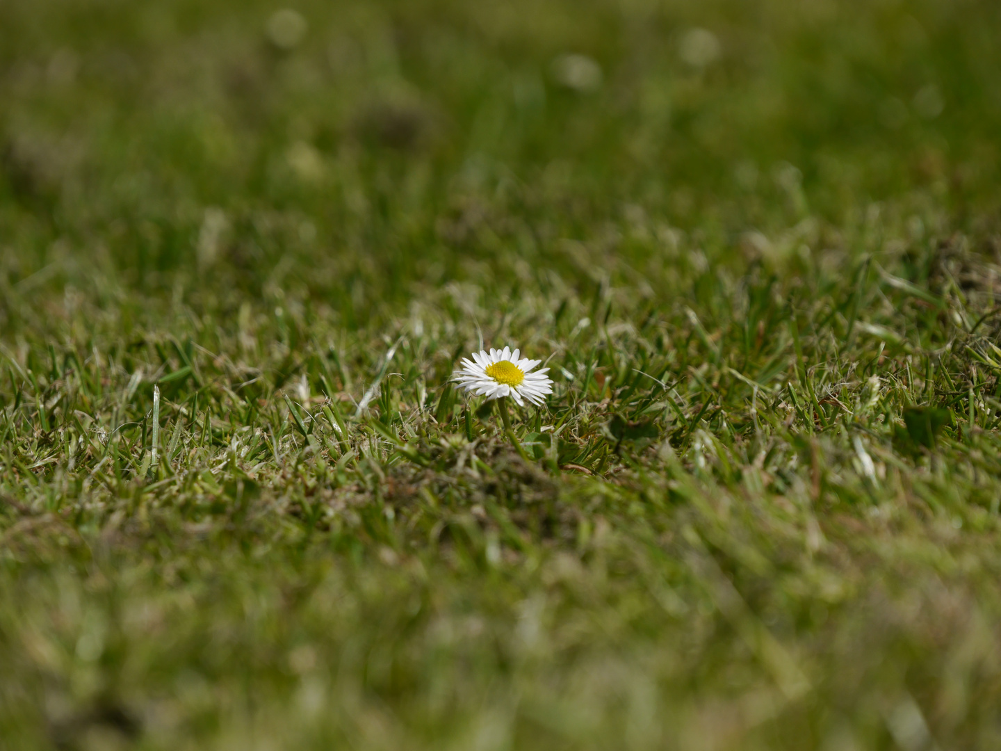 Gänseblümchen