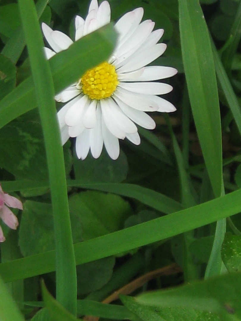 Gänseblümchen