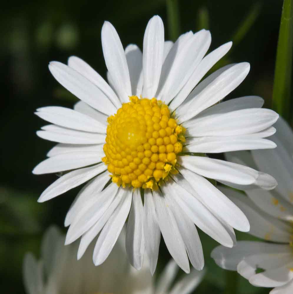 Gänseblümchen