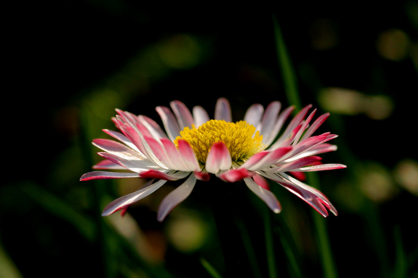 gänseblümchen