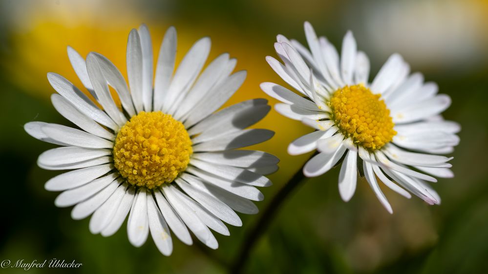 Gänseblümchen ...