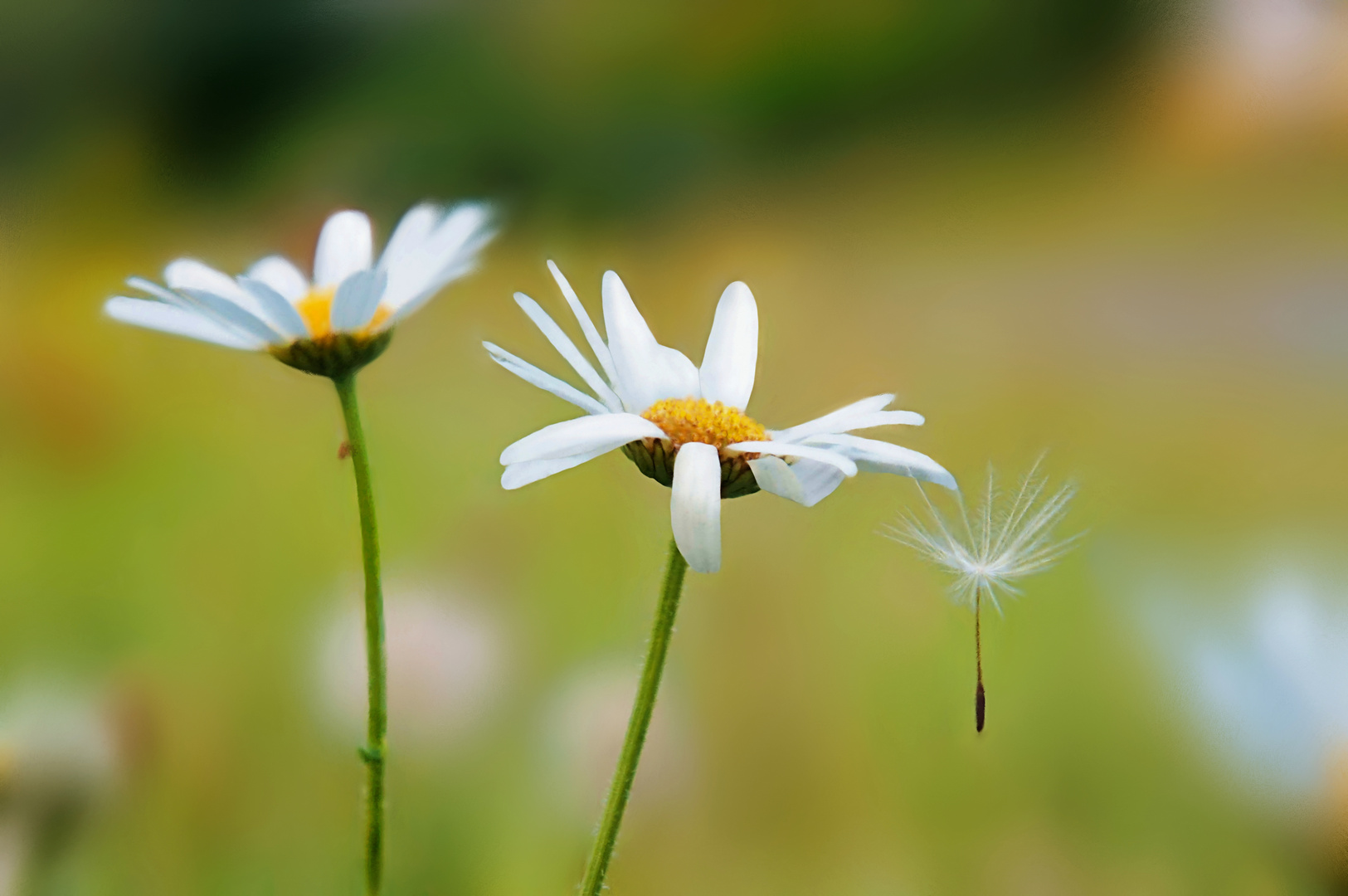 Gänseblümchen 