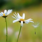 Gänseblümchen 