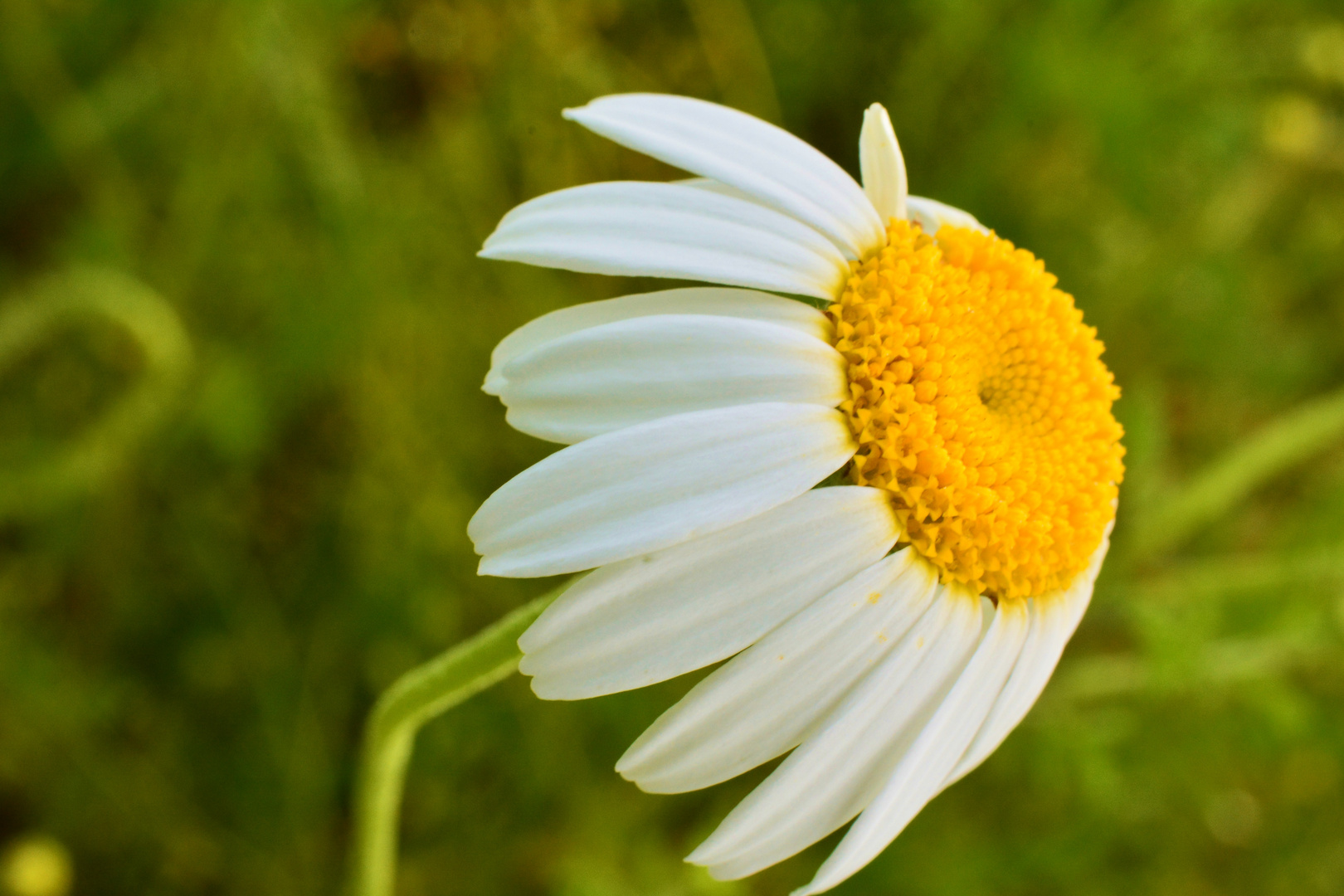 Gänseblümchen