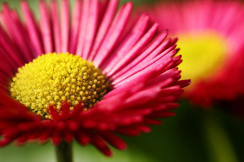 Gänseblümchen...