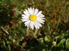 Gänseblümchen