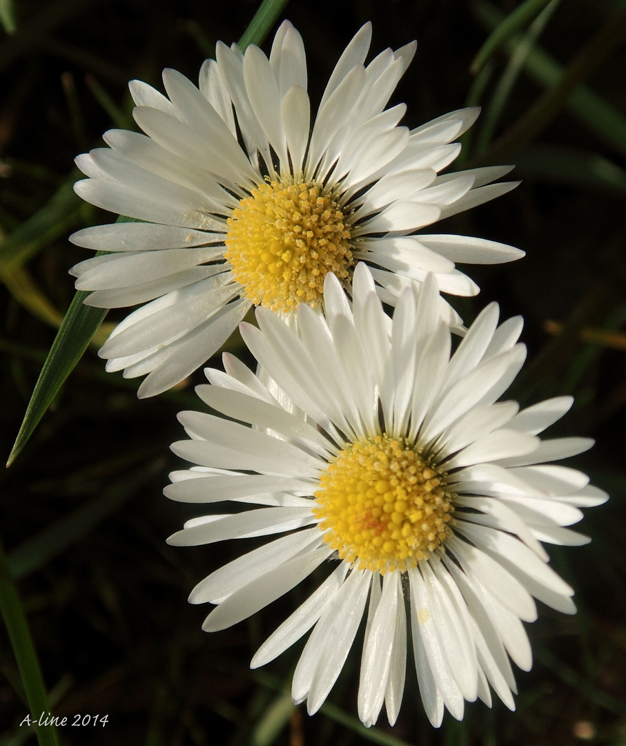 ...Gänseblümchen...