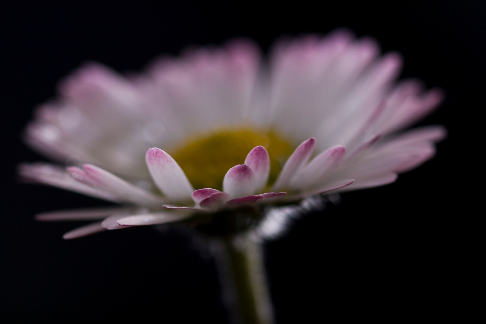 Gänseblümchen