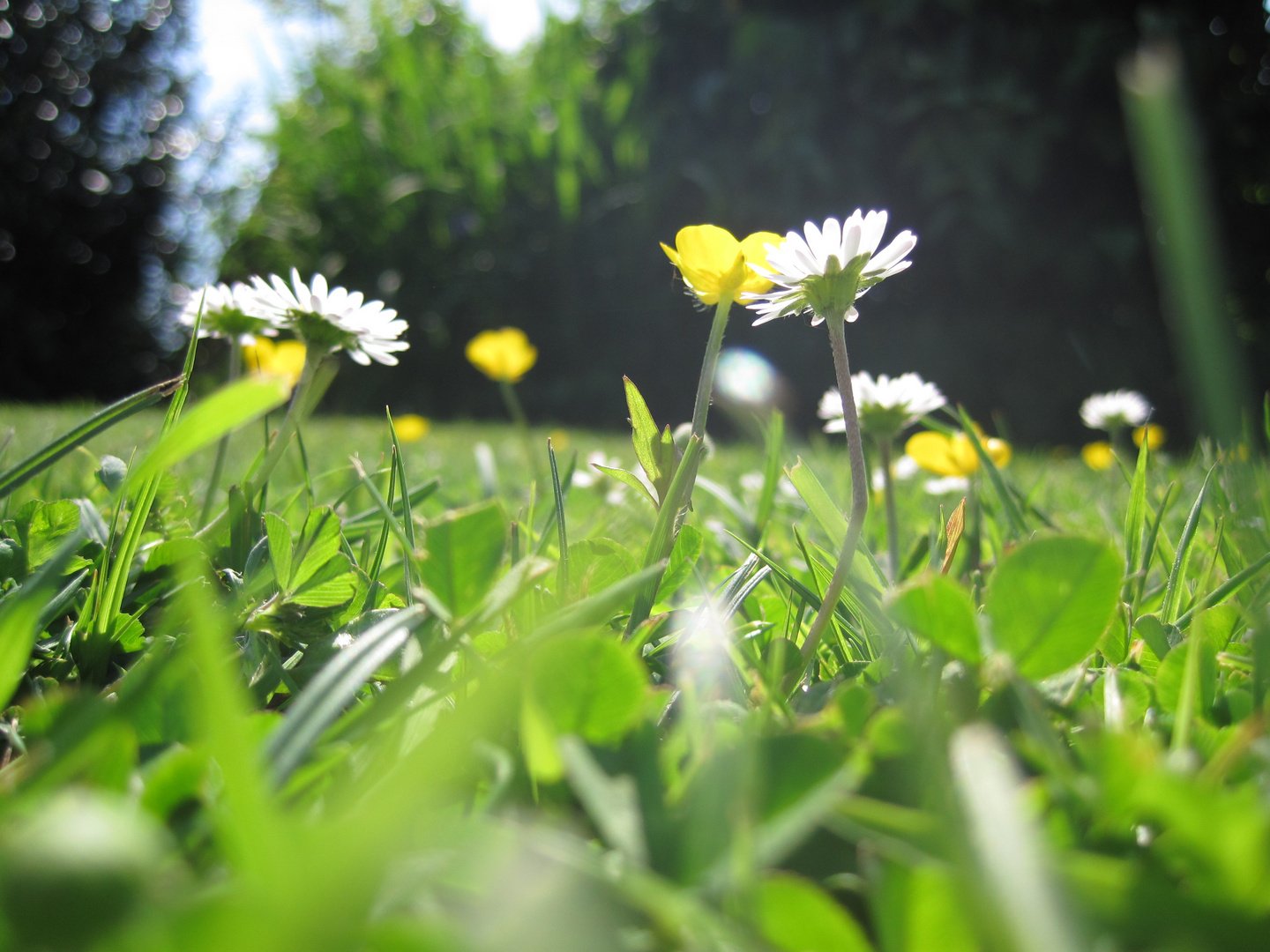 Gänseblümchen