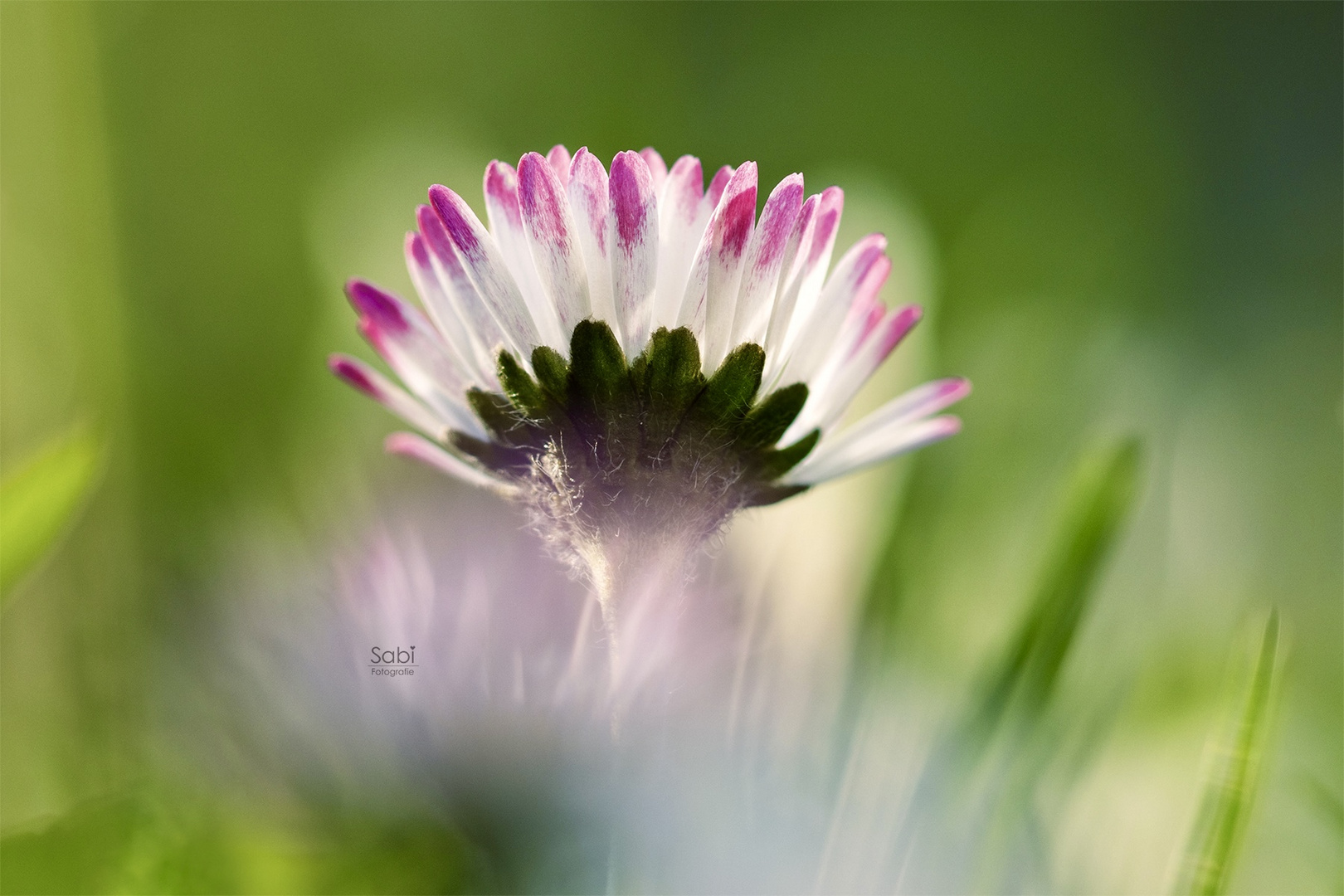 Gänseblümchen