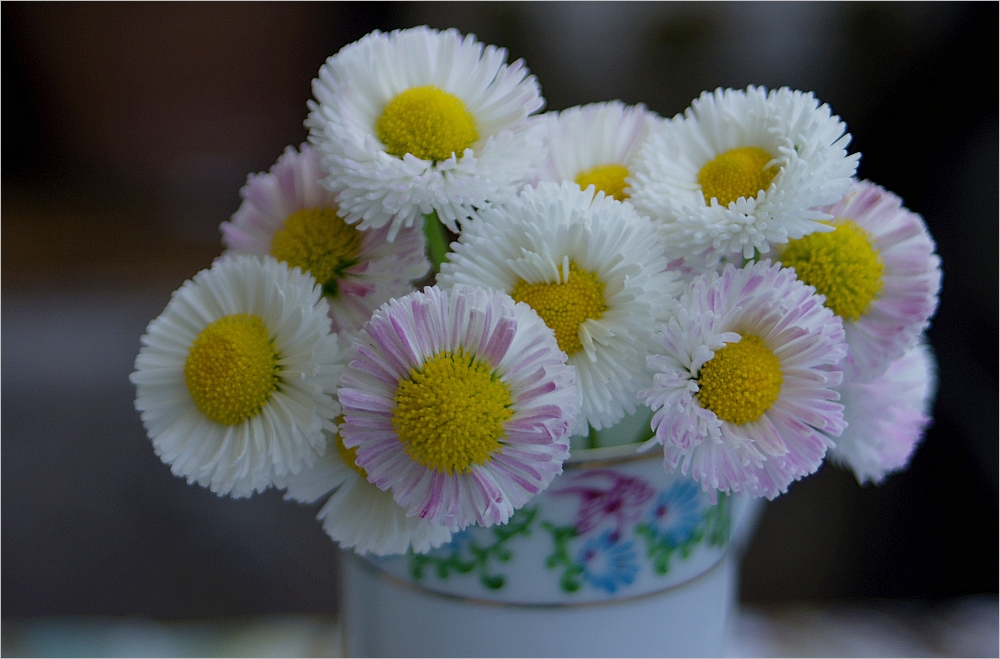 ~Gänseblümchen~