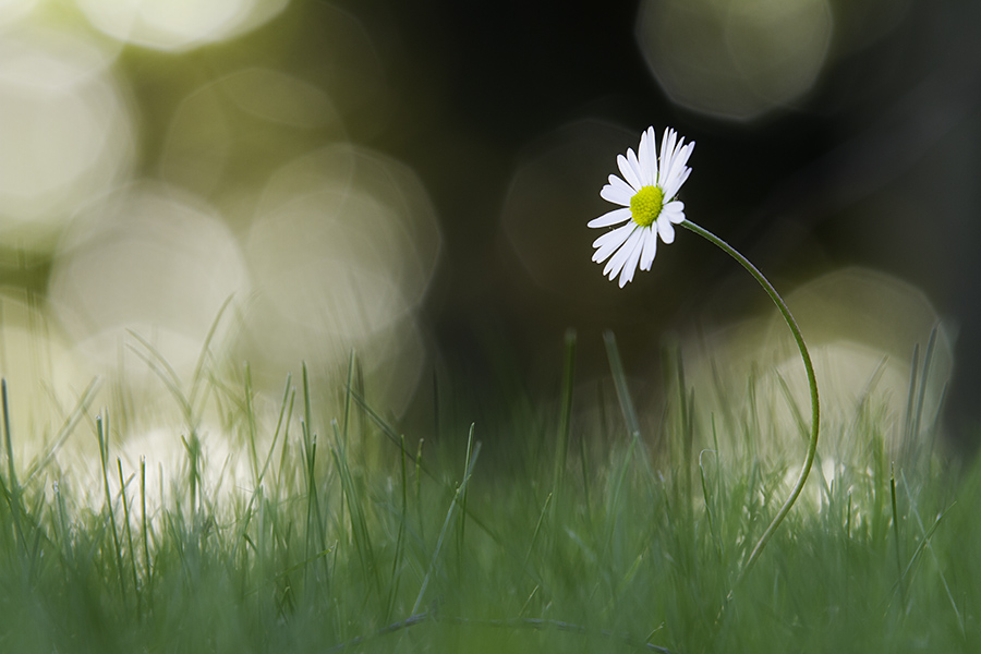 Gänseblümchen