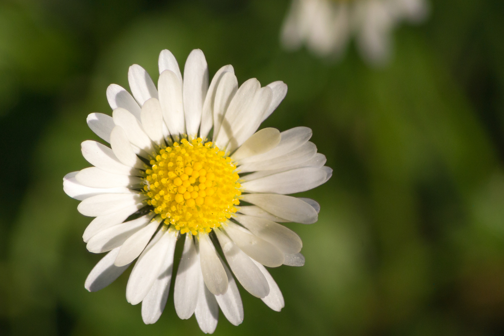 Gänseblümchen