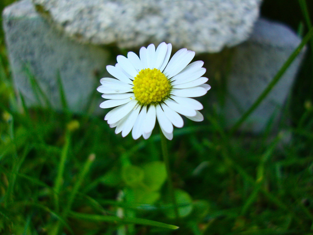 Gänseblümchen