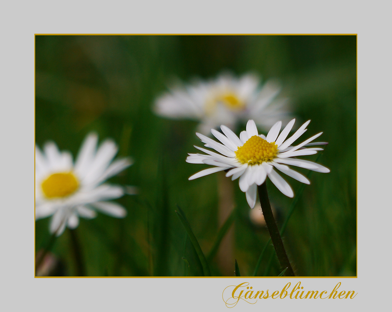 Gänseblümchen