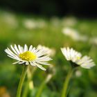 Gänseblümchen