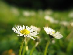 Gänseblümchen