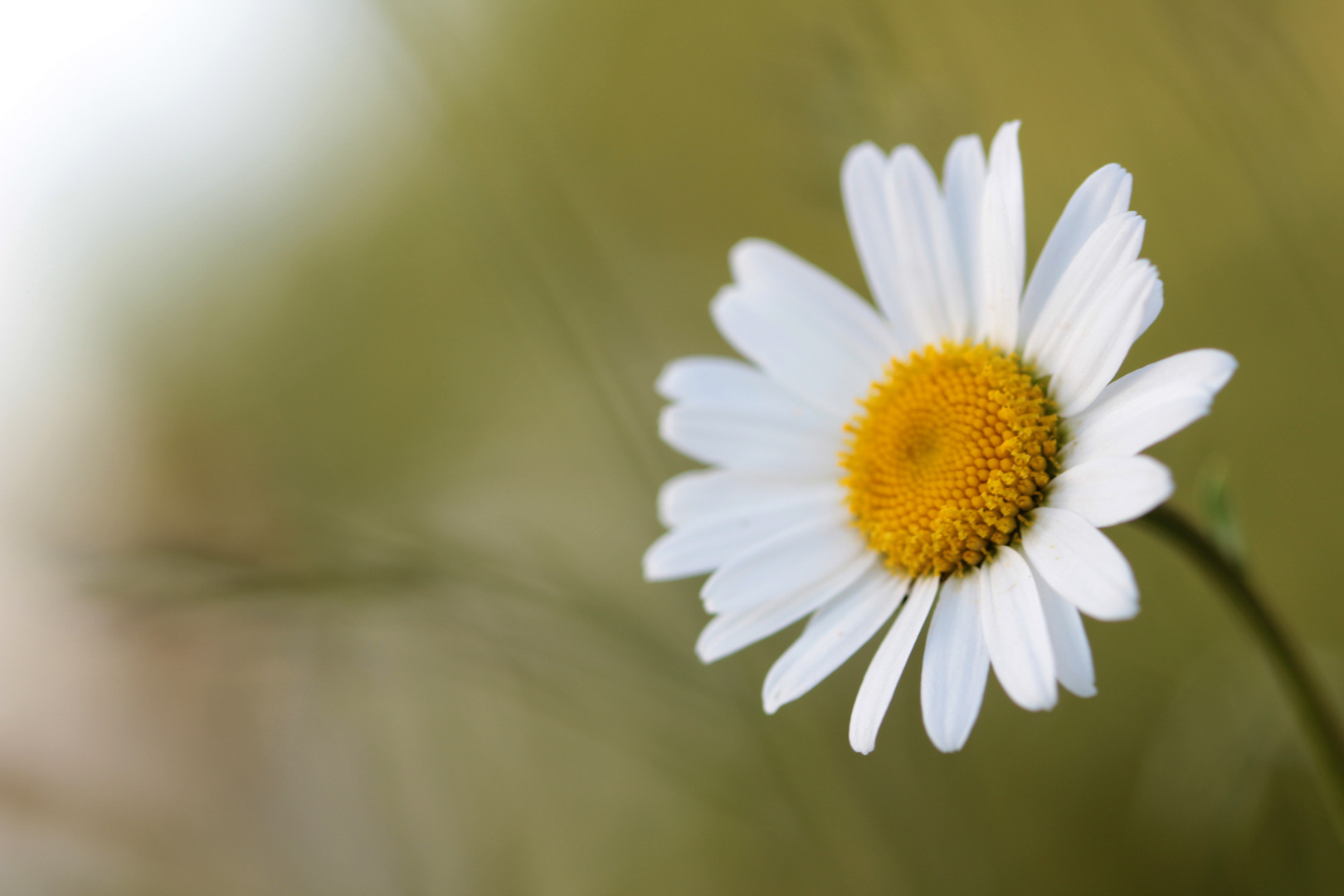 Gänseblümchen