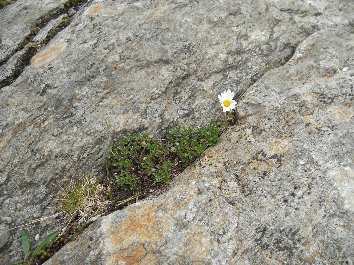 Gänseblümchen