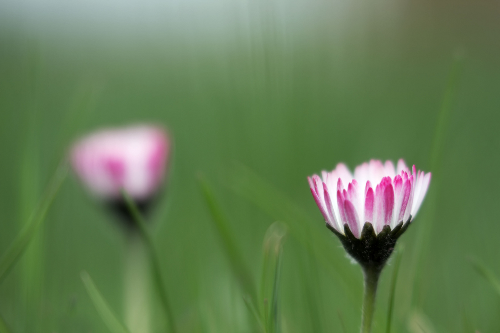 Gänseblümchen